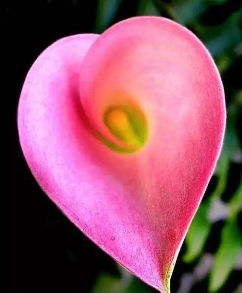 世界上有多少种花朵罕见 (最罕见的十大花朵排行榜)