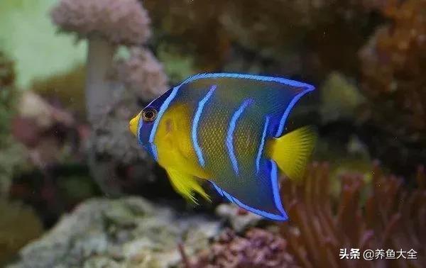 十大观赏鱼漂亮,最有价值的观赏鱼品种有哪些