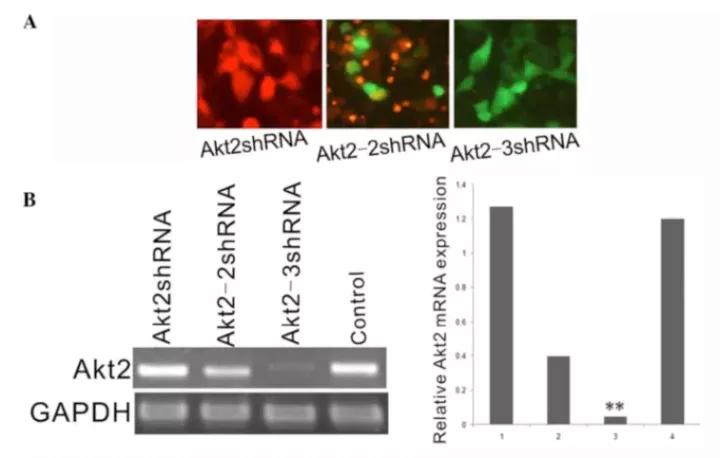 实验总是做不好怎么办,实验难做怎么办