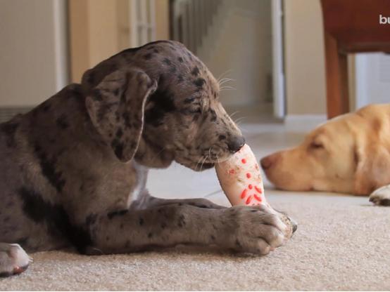 狗狗一直啃咬手怎么回事,狗狗一直抓挠啃咬身体要怎么办