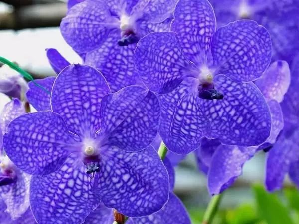 盘点世界各国国花中国国花,各国国花的图片大全