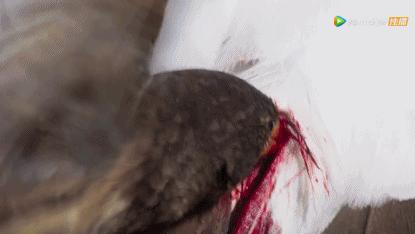 被吹爆的神片,被吹上天的神作