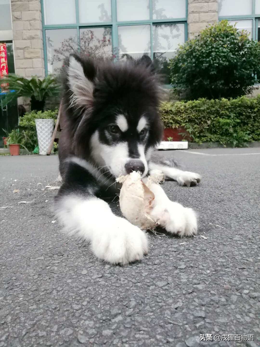 这些原因了解后，狗狗解决狗狗拉肚子不再是难题