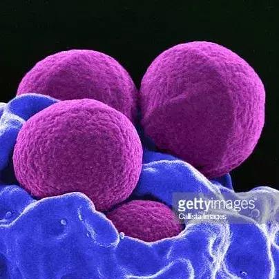 狗狗身上起红疹子是怎么回事,狗狗身上起红疹又脱毛