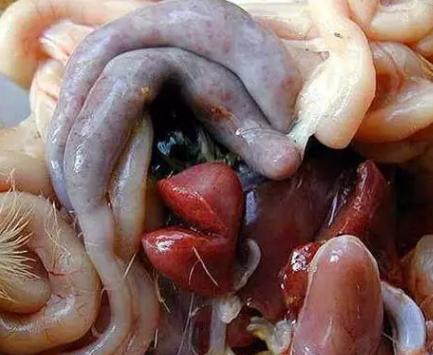 养鸡如何防止球虫,球虫病没有药怎么办