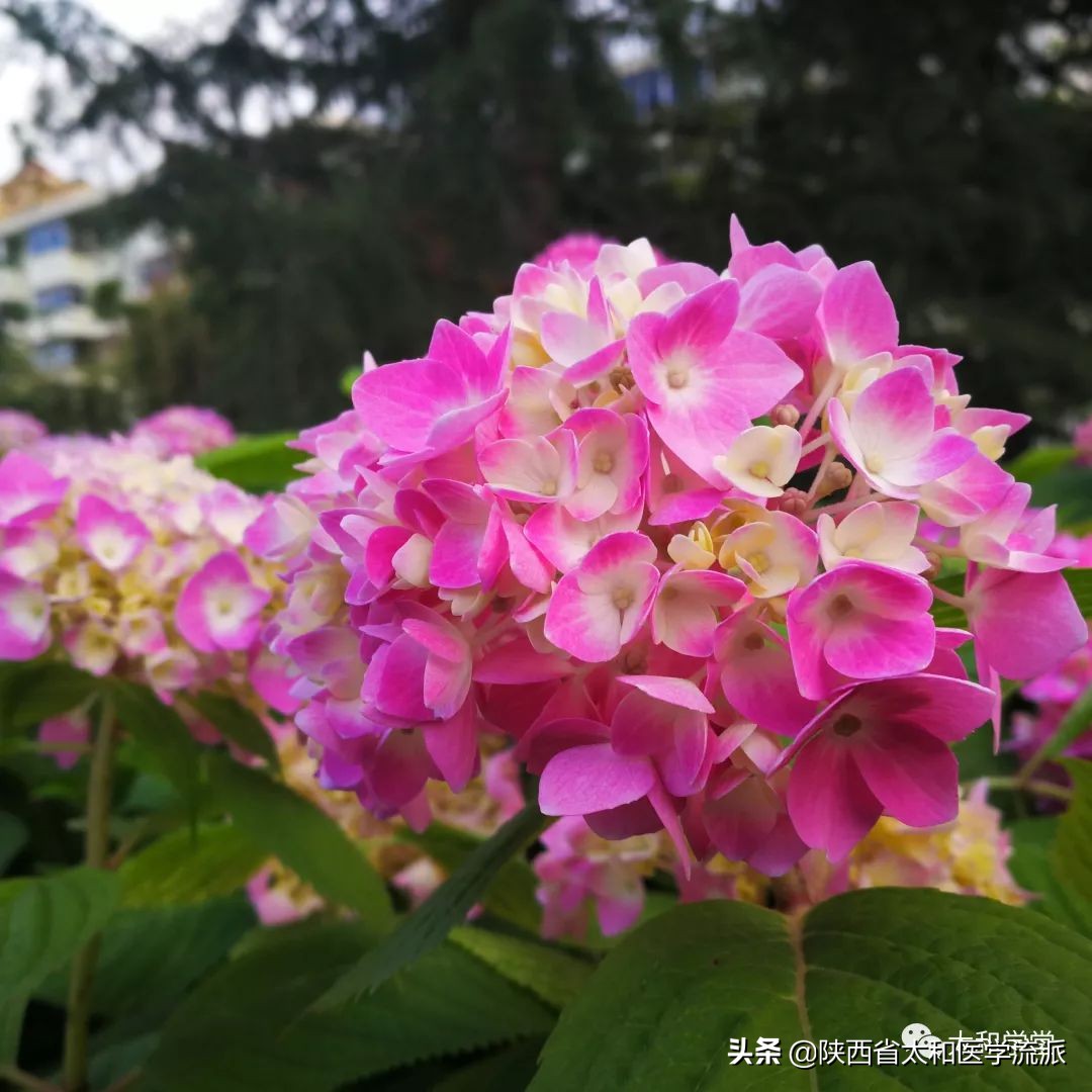 扶正祛邪法在冠心病中的应用（一）