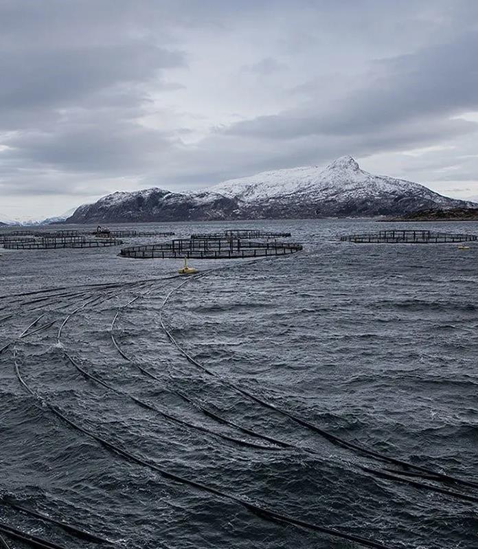 日本三文鱼是挪威进口的吗,三文鱼为什么是日本料理