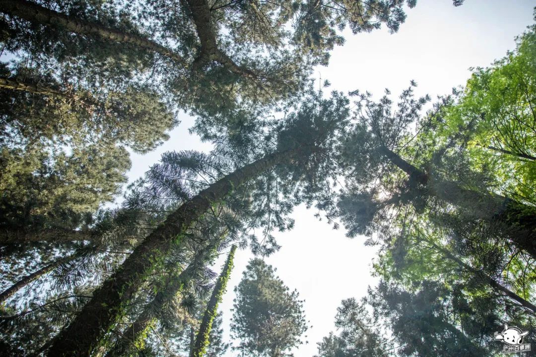 300+万㎡原始森林秘境，天河就有