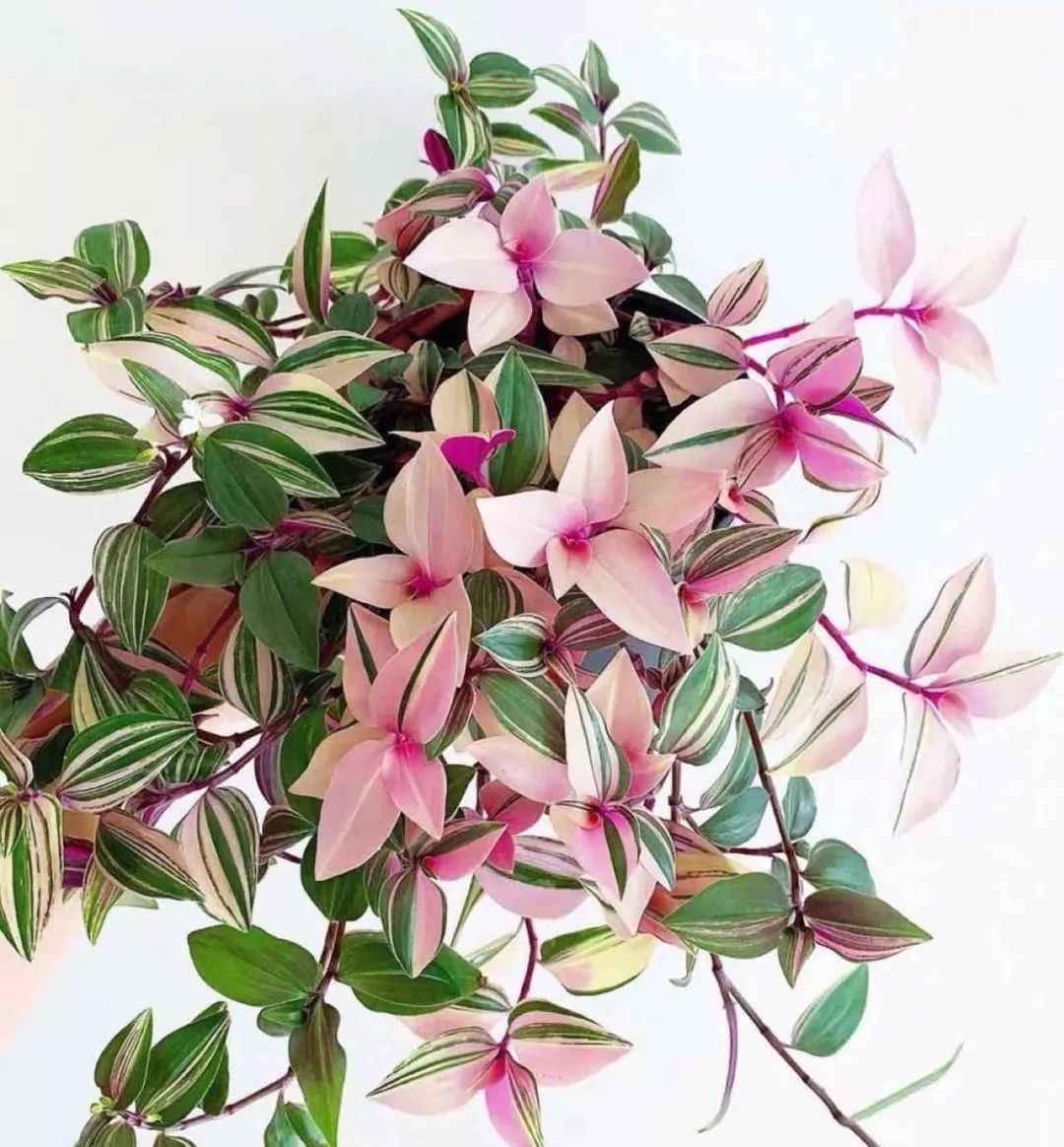 花卉吊兰100种,吊兰绿植盆栽第一名