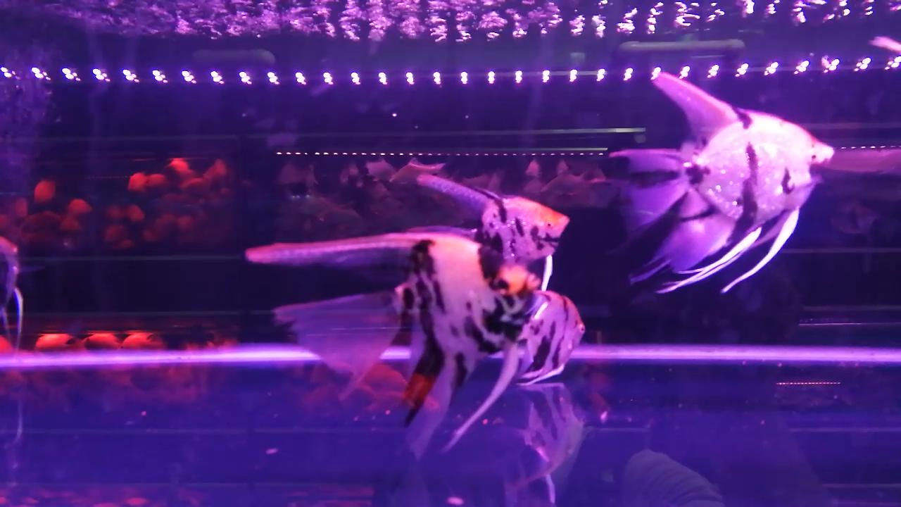 热带观赏鱼批发从哪里进货最便宜,热带鱼观赏鱼在哪买便宜