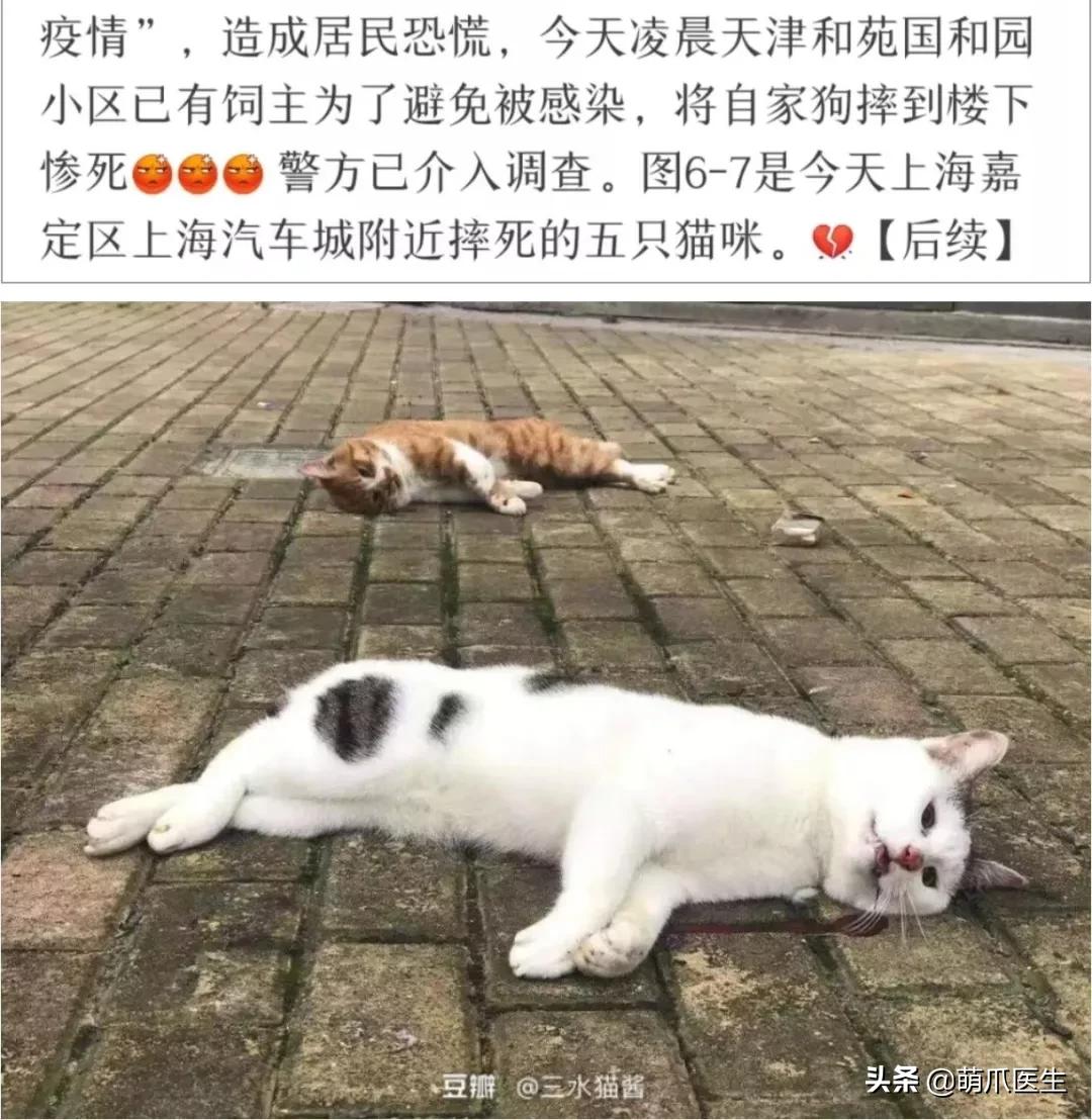 疫情宠物医院应该关门么,疫情宠物医院被迫关闭怎么办