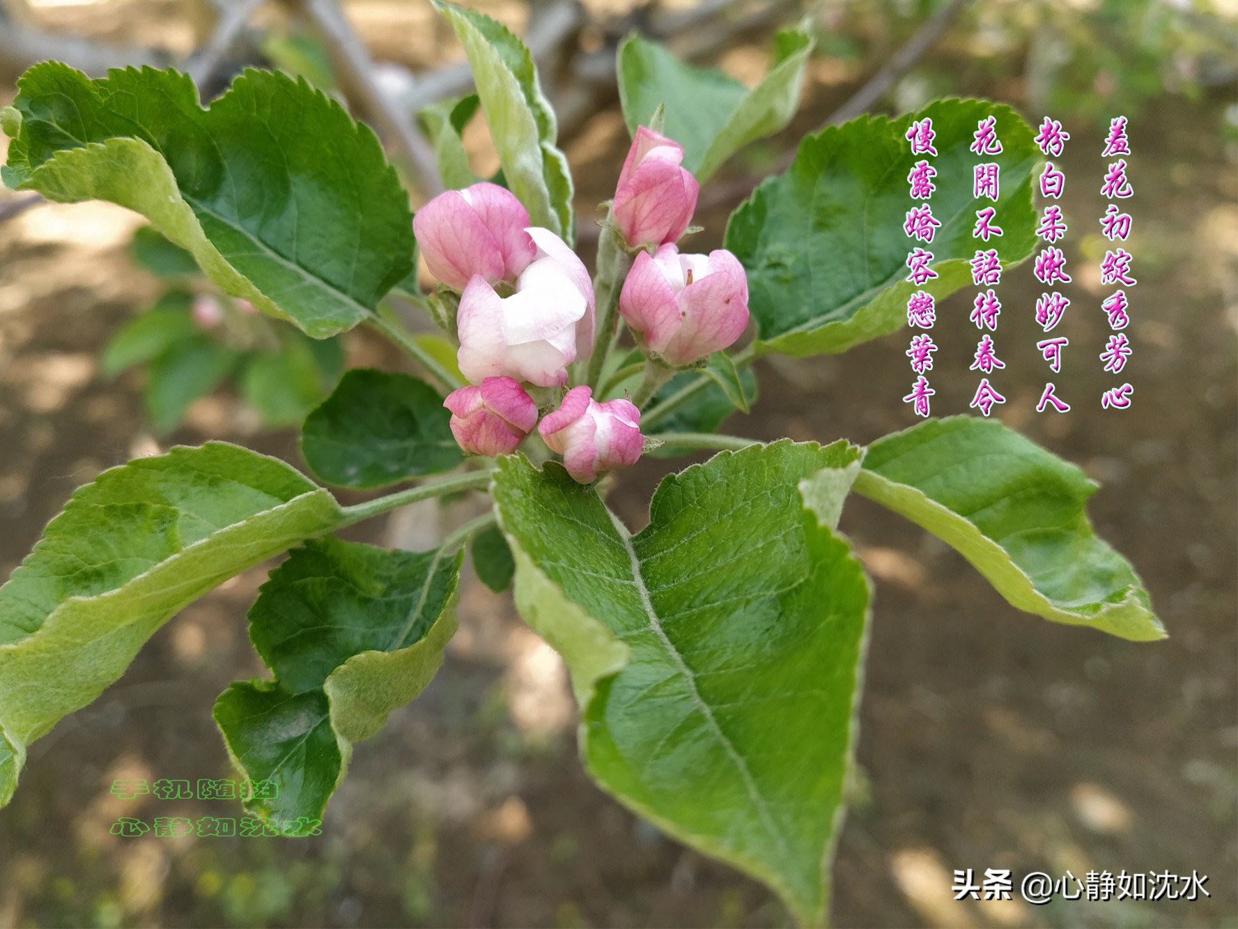 绿叶知花意，春花晓风情