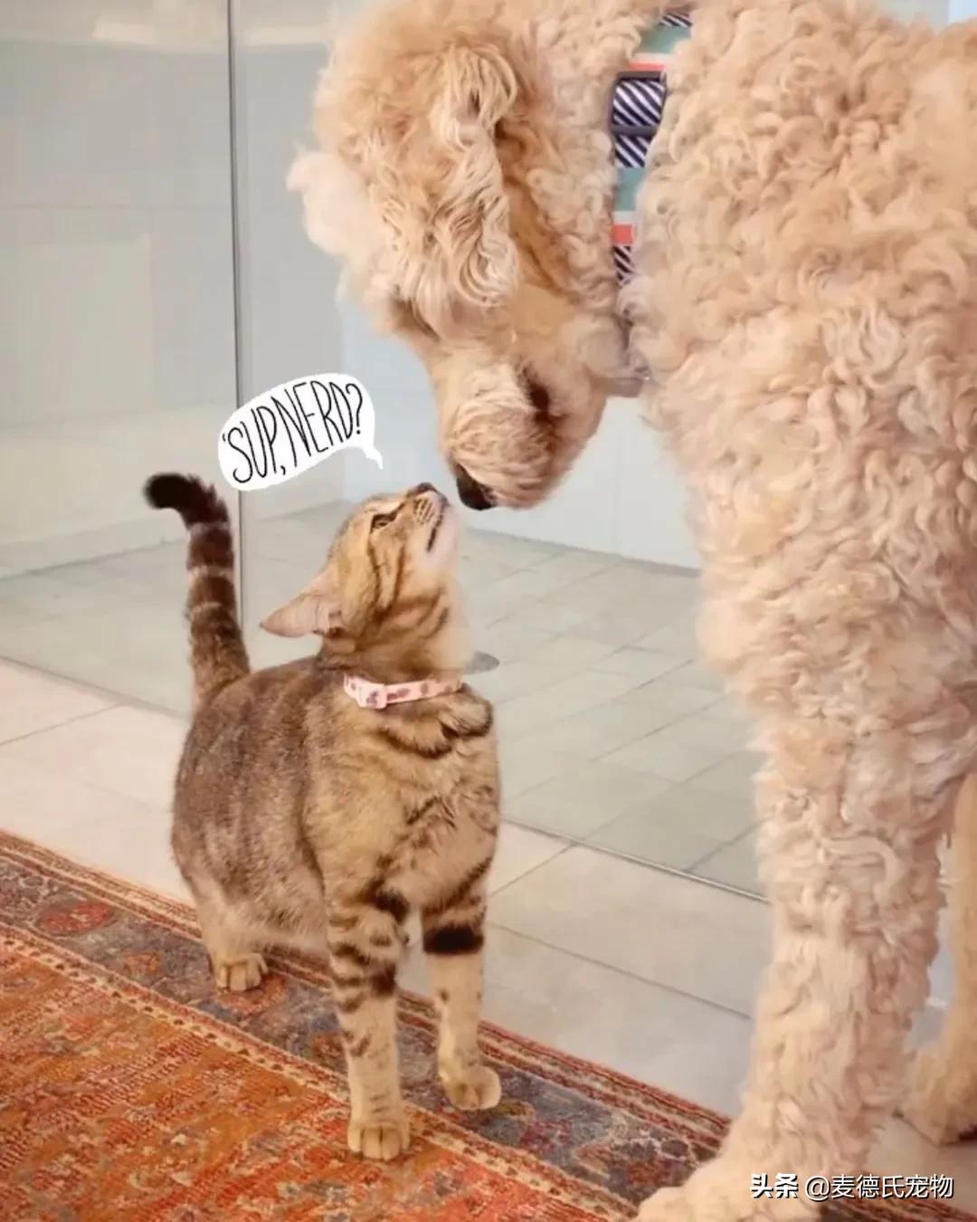 流浪猫猫赖到门口不走,流浪猫在我家门口赖着不走了