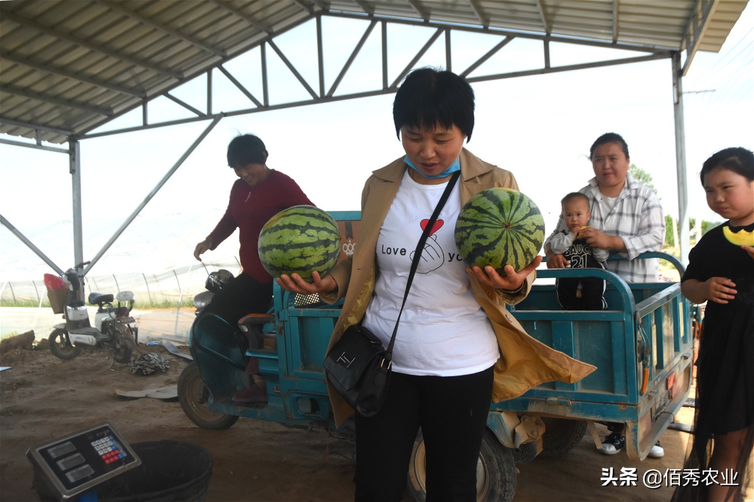 西瓜出售价格,西瓜特价1.5元一斤叫卖