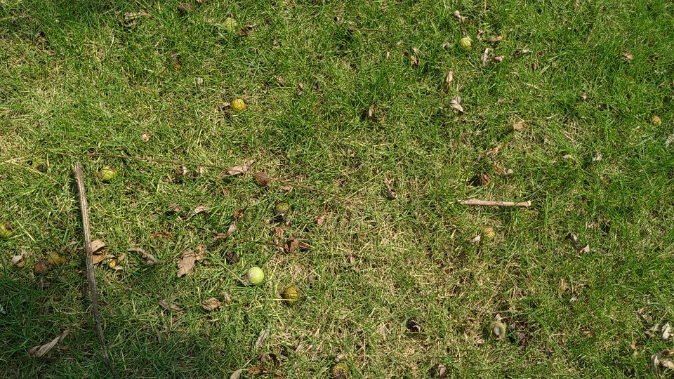 西湖风物志:随处可见的绿果果,老杭州都说是宝贝,竟然免费捡?