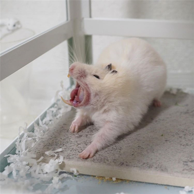 仓鼠怕人怕鼠怎么办,仓鼠怎样避开星期鼠