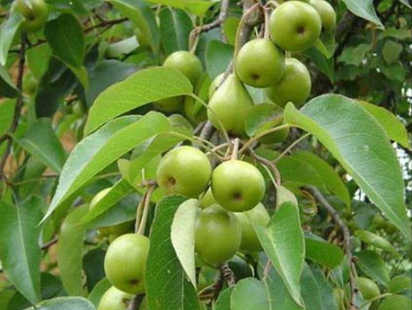 百种味道的果子,四季百种果子图片