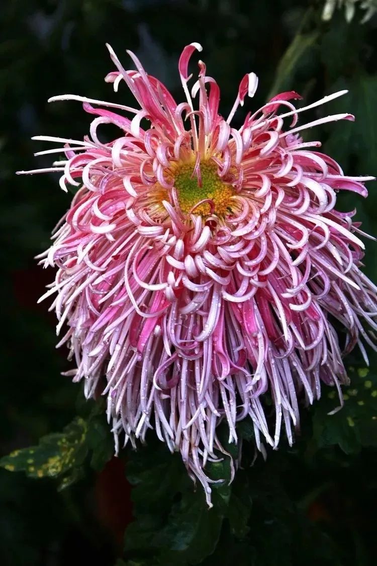 花中四君子菊花,花中四君子菊花的简介