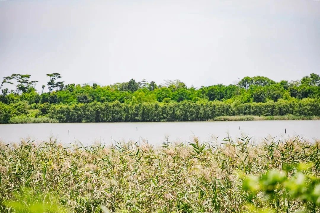 2021深圳免费适合遛娃玩地方排名,深圳免费游玩景点推荐