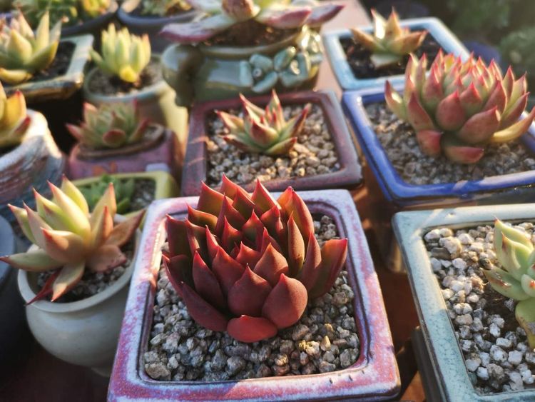 误打误撞的多肉情缘,带我走进多肉小世界!