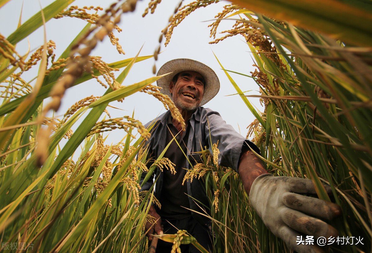 高杆水稻的优点,高杆水稻种植技术