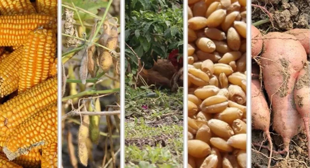 90后小伙卖鸡年入百万,农村90后创业养鸡