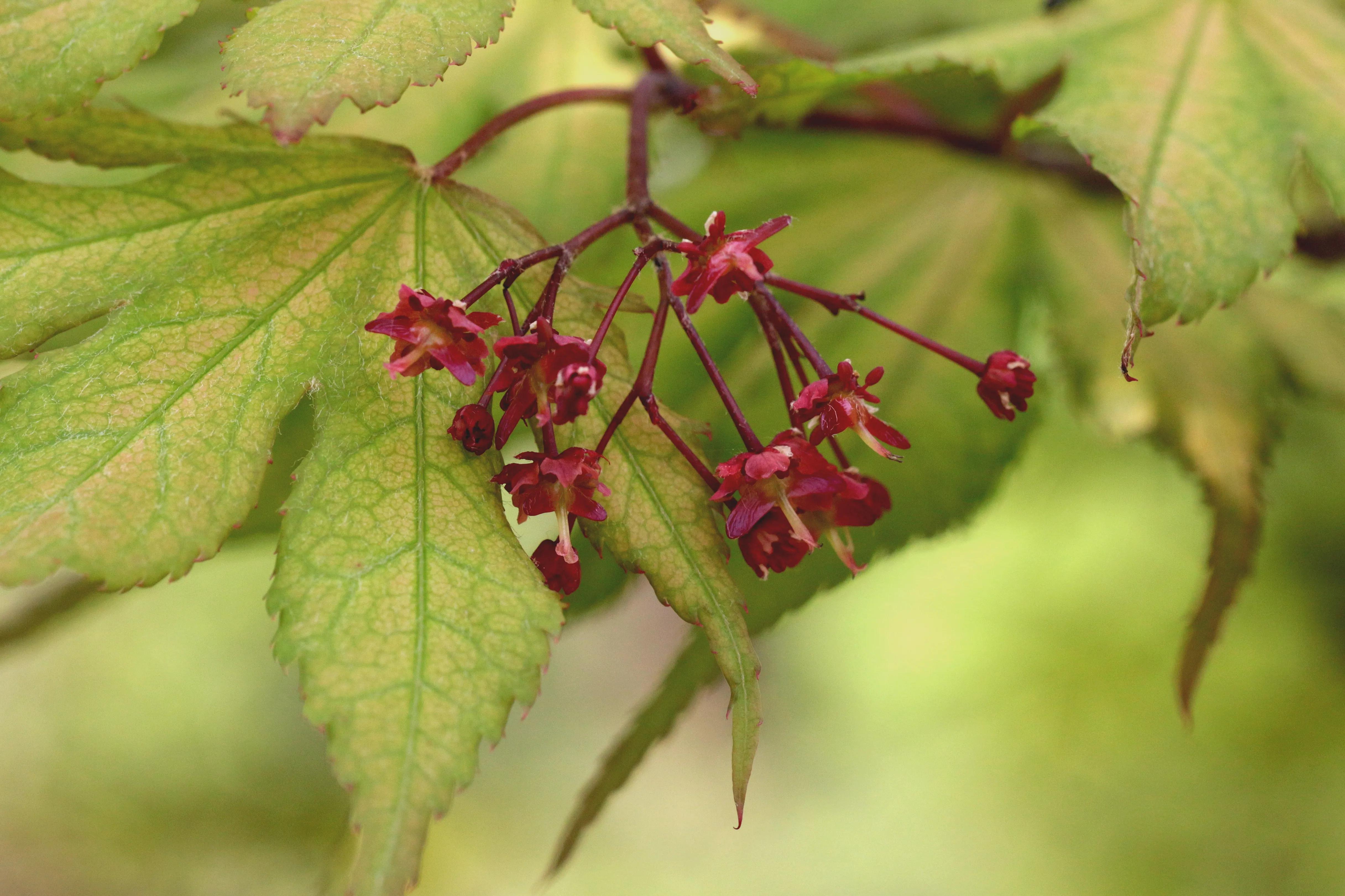 西溪湿地花朝节花草集（2）
