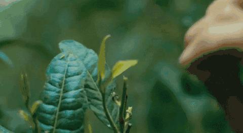 温度猛降15℃？！有这8款当红限定饮品，降温不存在的！