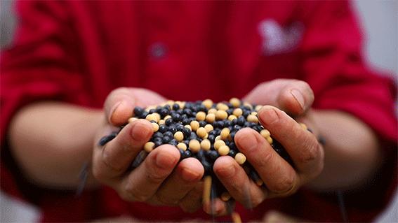 绵阳鱼探花烤鱼,绵阳豆花烤鱼