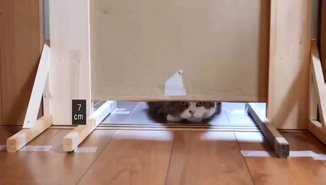 宠物界的柔术高手：“液体猫咪”，对老鼠来说简直就是噩梦