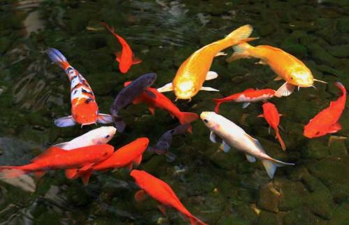 新鱼缸养淡水鱼还需要放盐吗,观赏鱼放盐多长时间换水一次