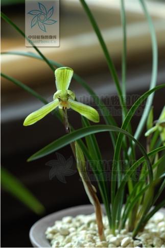 吊兰君子兰哪个好养护,君子兰吊兰图片欣赏