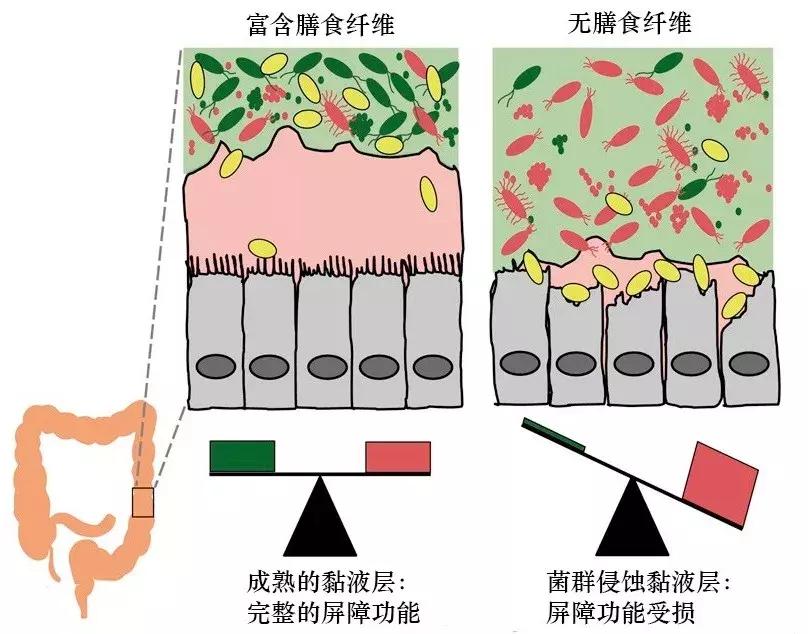 细菌影响基因发展吗,细菌的影响