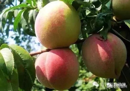 青州市区景区地图,青州全域旅游