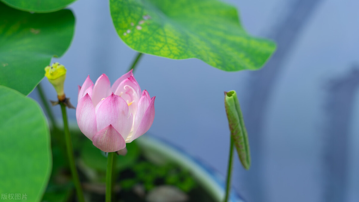 现在这季节逛花市合适吗,花市必看