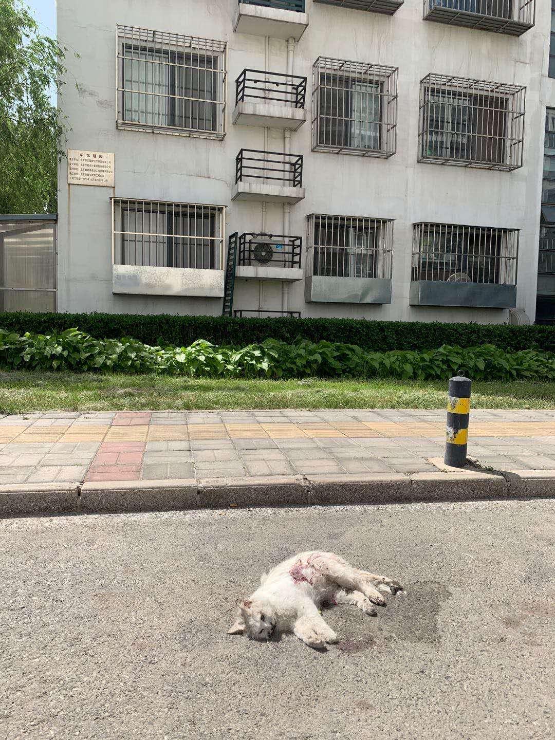 劝父母不要虐待小动物,如何呼吁反虐待动物法