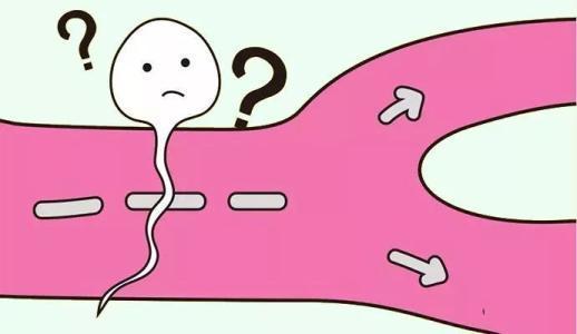 没受孕的小蝌蚪,未和卵细胞结合的精子去哪了