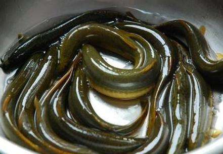 莲藕池养殖泥鳅技术,莲藕塘套养泥鳅施什么肥好