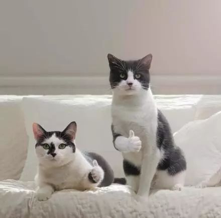 拔智齿痛苦的真实经历,拔智齿去了3次花了近1千