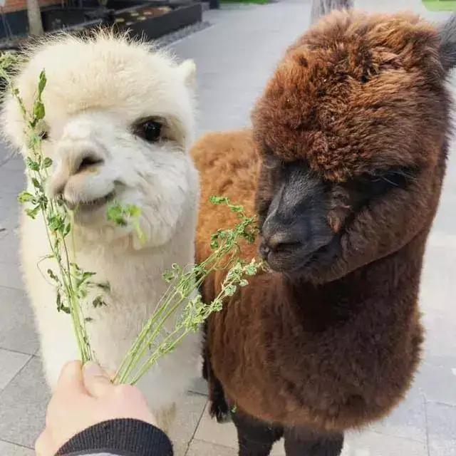 王思聪的宠物柯尔鸭,王思聪宠物猫咪