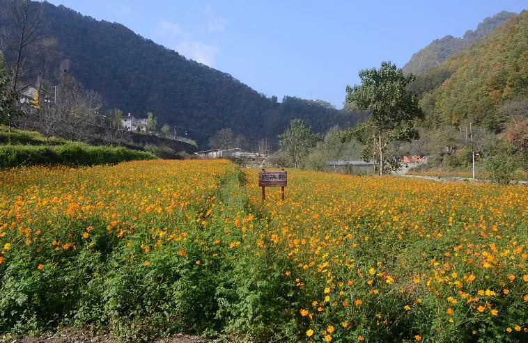 秦岭深处绝美村落,秦岭深处一座美丽的世外桃源