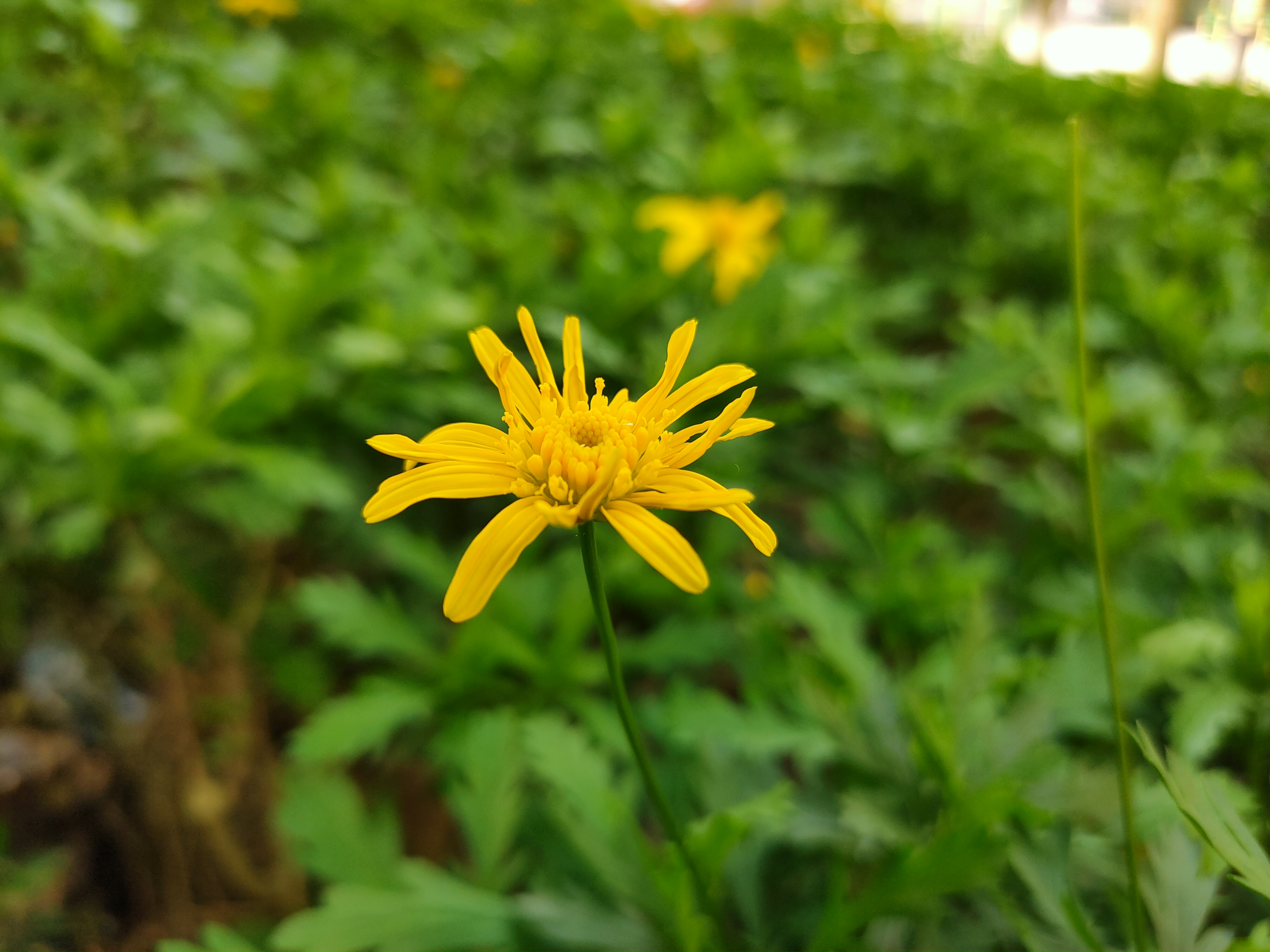 opporeno颜值排行,opporeno7和reno7pro