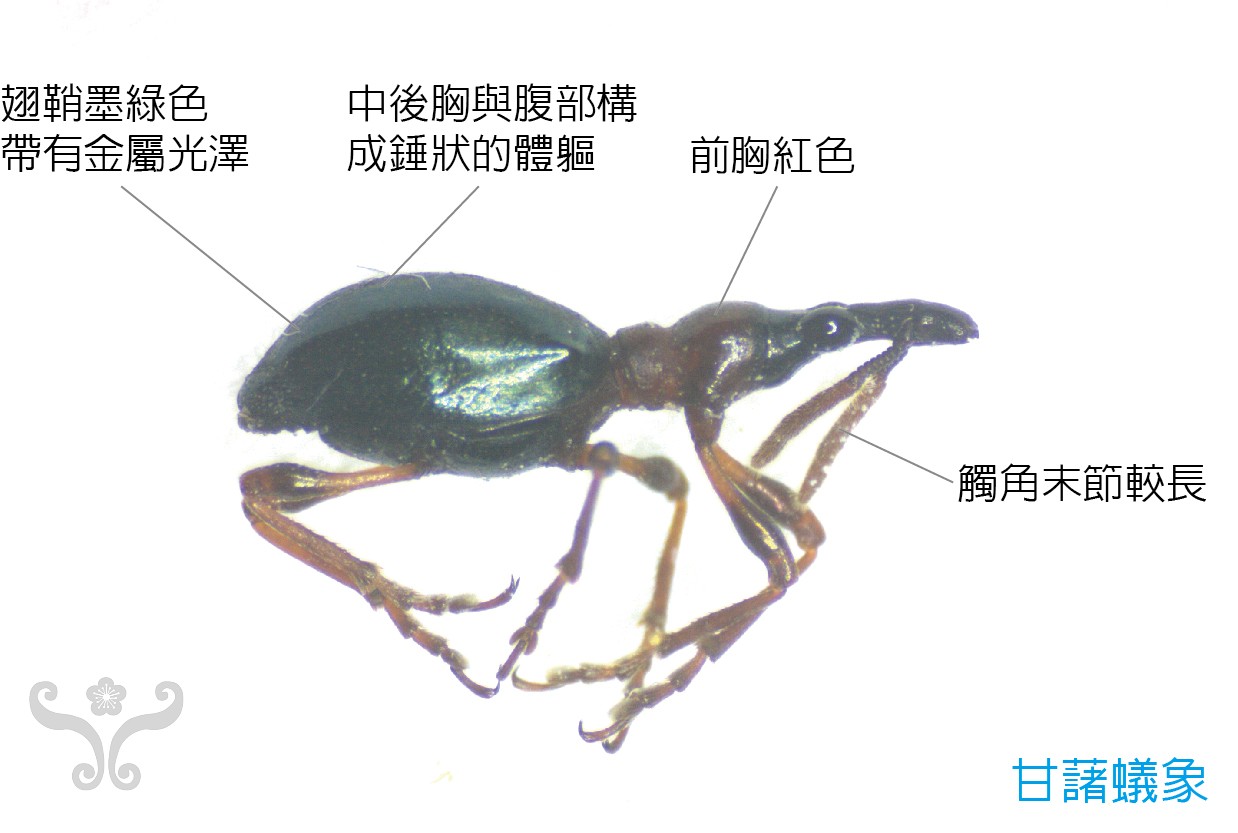 甘薯小象甲病虫害什么样子,红薯蚁象甲会自己死亡吗