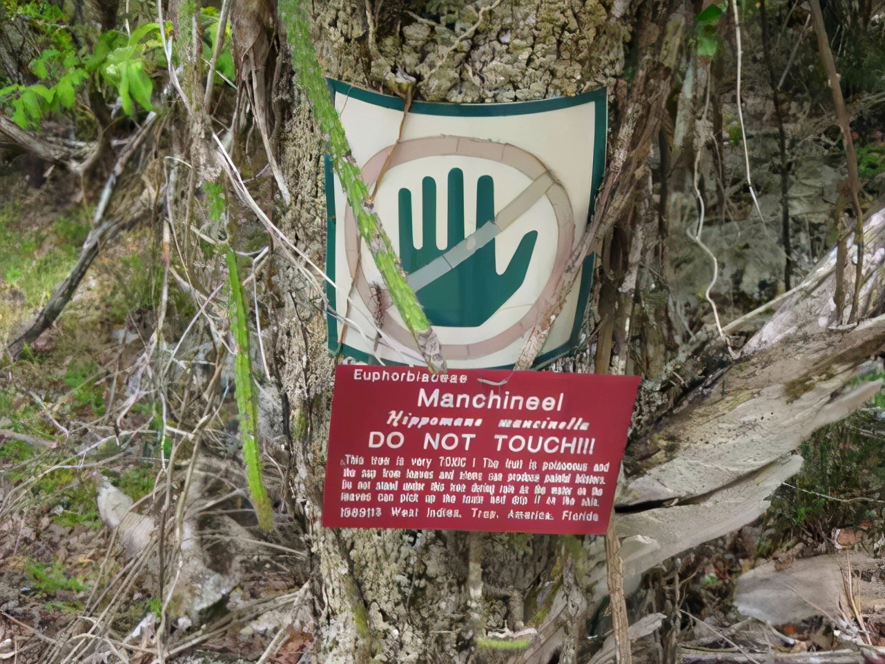 违反进化规则？这树从果实到树干都是致命毒素，不让动物传播种子