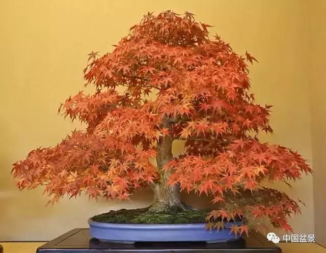 盆景植物最好养的,好养易活的盆景植物有哪些