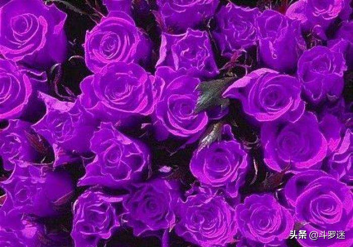 玫瑰花的寓意和作用,玫瑰花的寓意和风水