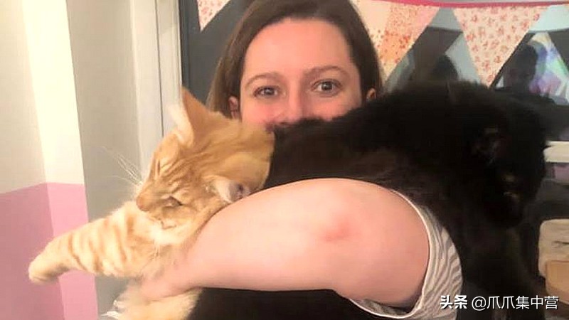 主人晒猫咪图片,主人看到猫咪一脸怒容