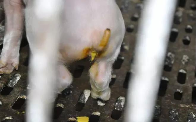 仔猪拉稀有稀粪便还有饲料,仔猪拉水泥颜色粪便怎么治疗