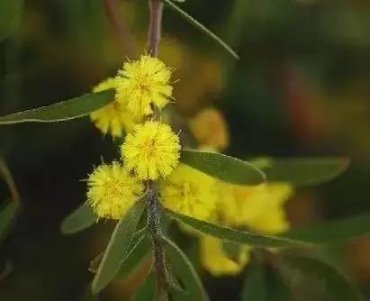 世界各国国花大开眼界美到爆,世界各国国花及国树