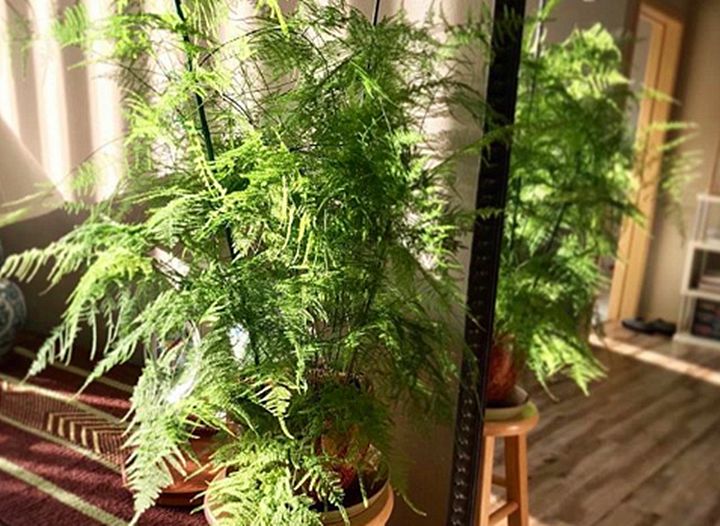 10种好养的花草,这些绿植养在家里高级又实用